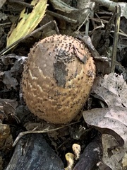 Echinoderma
