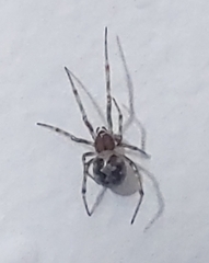 Steatoda triangulosa