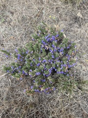 Aptosimum spinescens