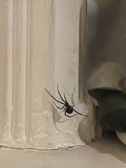 Latrodectus