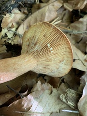 Lactarius rufus