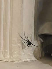 Latrodectus