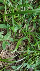 Psilocybe tampanensis