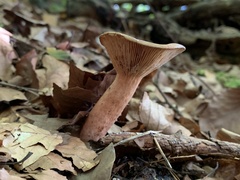 Lactarius rufus