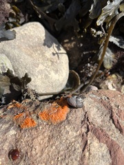 Botrylloides violaceus