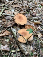 Paralepista flaccida