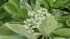 Heliotropium arboreum