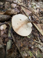 Paralepista flaccida