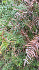 Cunninghamia lanceolata
