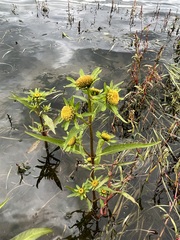 Bidens radiata
