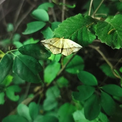 Entomopteryx rubridisca