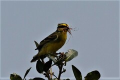 Crithagra mozambica