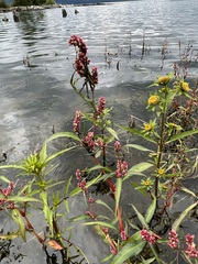 Persicaria lapathifolia