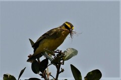 Crithagra mozambica