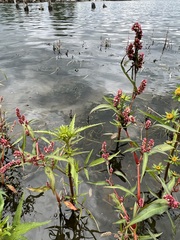 Persicaria lapathifolia