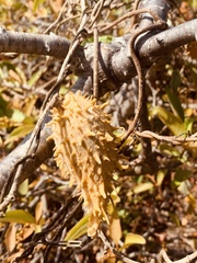 Ibatia ganglinosa