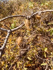 Ibatia ganglinosa