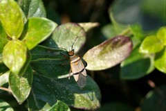 Dysdercus nigrofasciatus