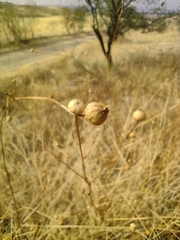 Mantisalca salmantica