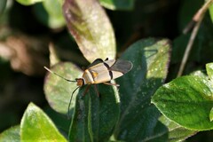 Dysdercus nigrofasciatus