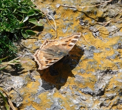 Aglais caschmirensis