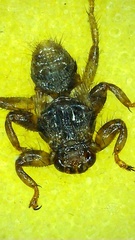 Lipoptena cervi