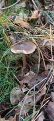 Rhodocollybia