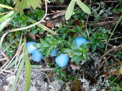 Gaultheria trichophylla