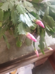 Schlumbergera truncata