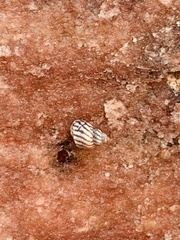 Echinolittorina