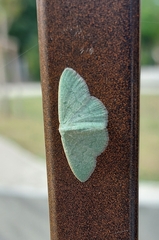 Phaiogramma faustinata