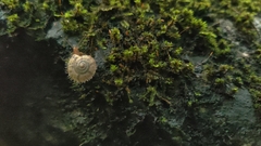 Plectotropis mackensii