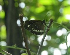 Euploea core corinna