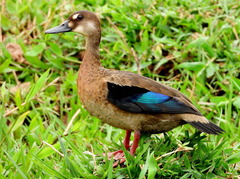 Brazilian Teal photo 2