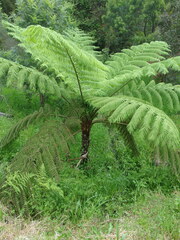 Cyathea australis