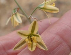 Albuca suaveolens