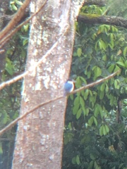 Todiramphus macleayii