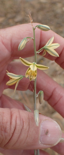 Albuca suaveolens