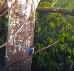 Todiramphus macleayii