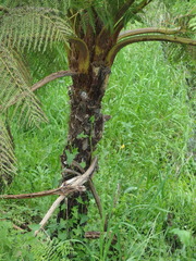 Cyathea australis