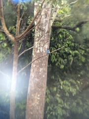 Todiramphus macleayii