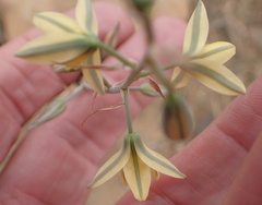 Albuca suaveolens