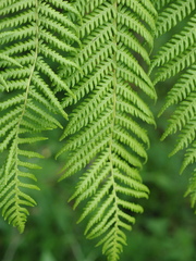 Cyathea australis