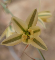 Albuca suaveolens