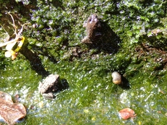 Fejervarya limnocharis