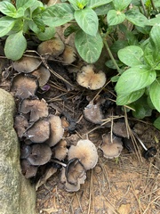 Panaeolus cinctulus