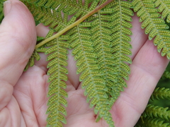 Cyathea australis