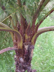 Cyathea australis