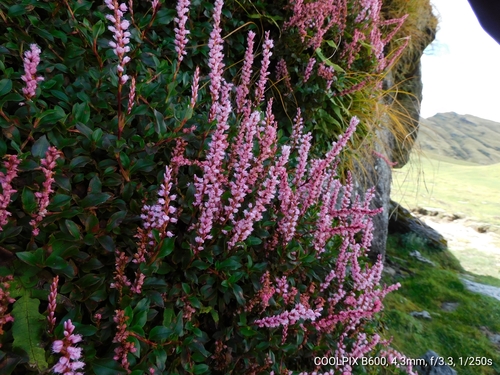 Bistorta vacciniifolia (Wall. ex Meisn.) Greene