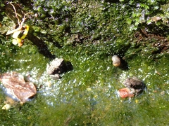 Fejervarya limnocharis